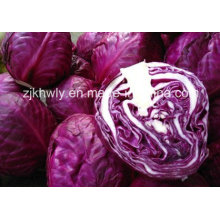 Purple Cabbage